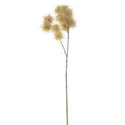 Acacia Stem Cream