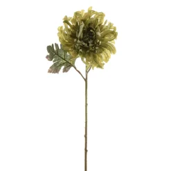 Chrysanthemum Single Green
