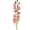 Orchid Cymbidium Stem Coral