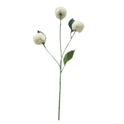 Single Mini Dahlia with 3 Heads White