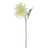 White Chrysanthemum Stem
