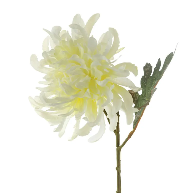 White Chrysanthemum Stem