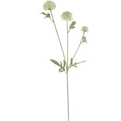 White Ping Pong Chrysanthemum Stem