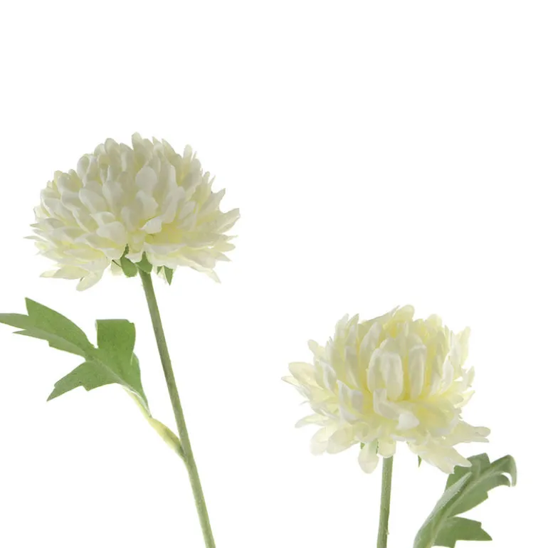 White Ping Pong Chrysanthemum Stem